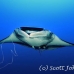 ray_manta_bro_b_h_0047_egy0141.jpg
